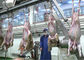 Lamb Split Meat Production Line , Industrial Production Line Further Processing supplier